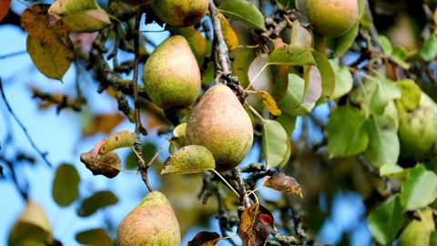L’épisode de gel historique du mois d’avril a tiré la production de la poire 2021 vers le bas. ©Pixabay L’épisode de gel historique du mois d’avril a tiré la production de la poire 2021 vers le bas. ©Pixabay